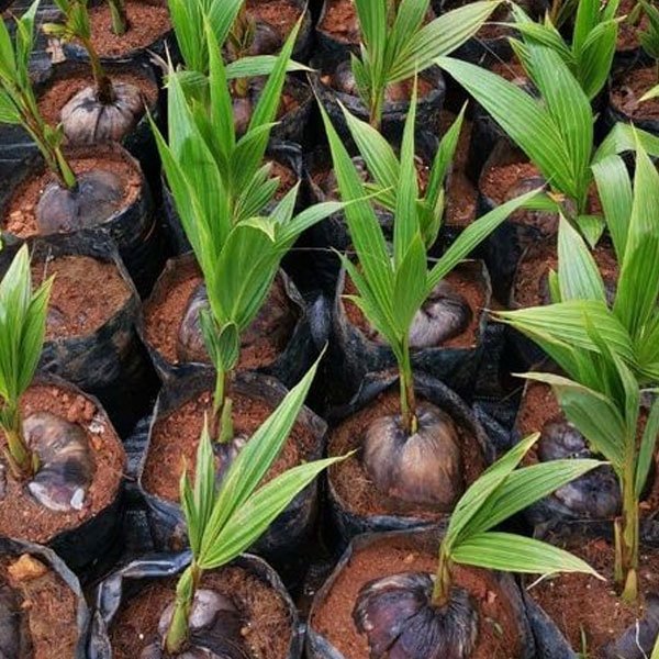 Coconut Sapling (Nadan Variety) – Healthy Nursery Grown Plant