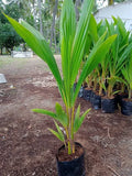 Coconut Sapling (Nadan Variety) – Healthy Nursery Grown Plant